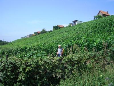 Bild vergrößern: Weinberge bei Burgwerben