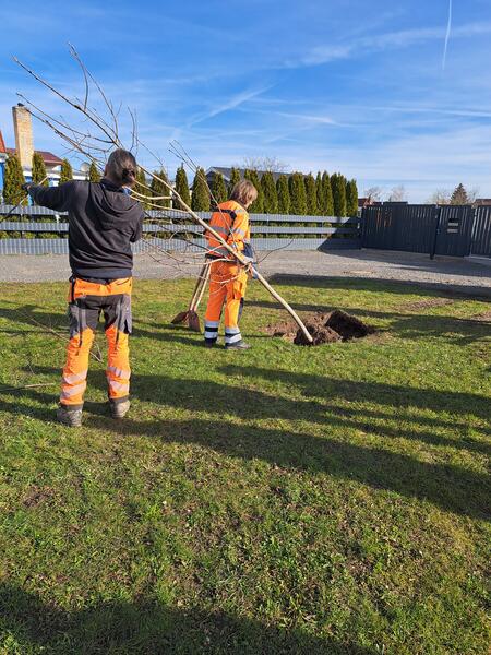 Bild vergrößern: Baumpflanzung im Robert-Koch-Weg