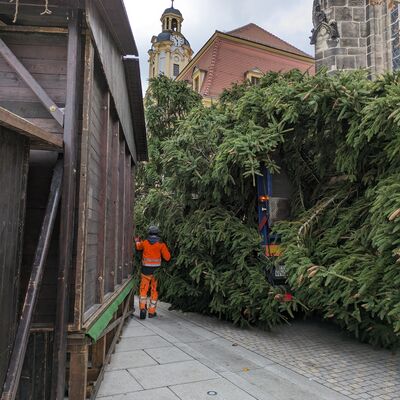 Bild vergrößern: Weihnachtsbaum Transport