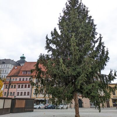 Bild vergrößern: Weihnachtsbaum