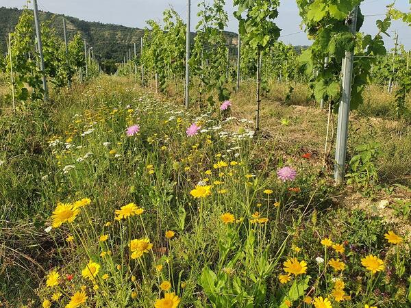 Bild vergrößern: Weinberg mit Blhstreifen_Hochschule Anhalt