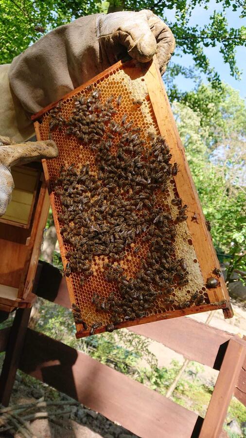 Bild vergrößern: Bienen_as Bienenvolk zieht nun eine neue Knigin heran