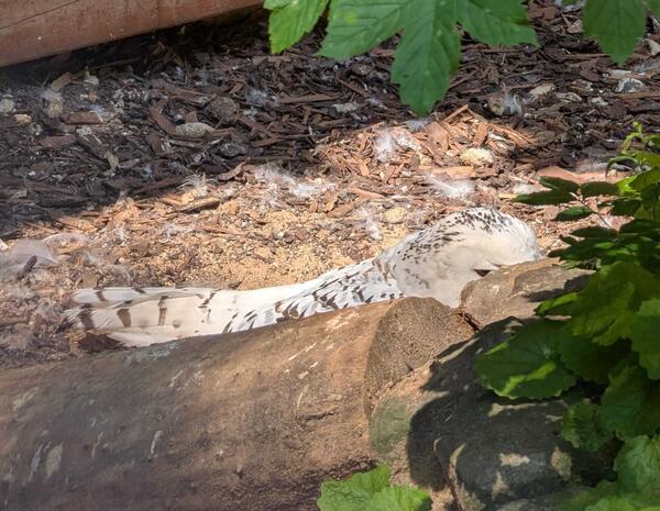 Bild vergr&ouml;&szlig;ern: Heimatnaturgarten br�tende Schneeeule