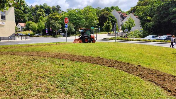 Bild vergrößern: Wildblumenwiese Promenade