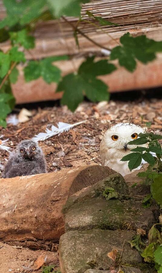 Bild vergr&ouml;&szlig;ern: Schneeeulenk�ken_Heimatnaturgarten Wei�enfels