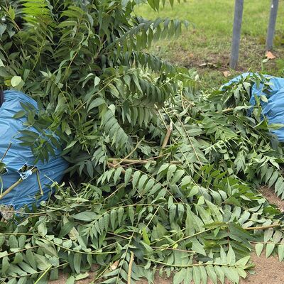 Bild vergr&ouml;&szlig;ern: Clean Up Day im Neustadtpark