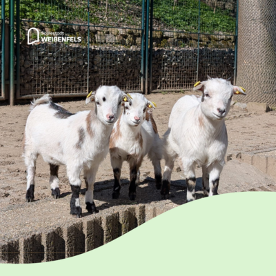 Bild vergr&ouml;&szlig;ern: Zwergziegen im Heimatnaturgarten