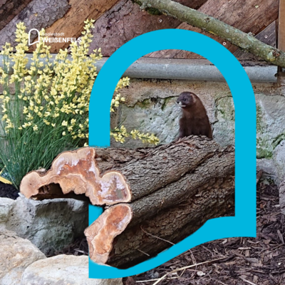 Bild vergr&ouml;&szlig;ern: Europ&auml;ischer Nerz